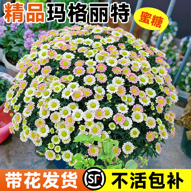 速发玛格丽特台苗盆栽植物花卉易活四季开花盆大带花栽苗菊花花室