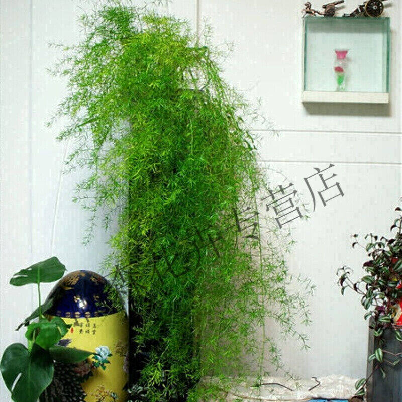 现货速发天门冬盆栽武竹丝耐寒植物绿植室内台垂吊花卉吊兰常青p
