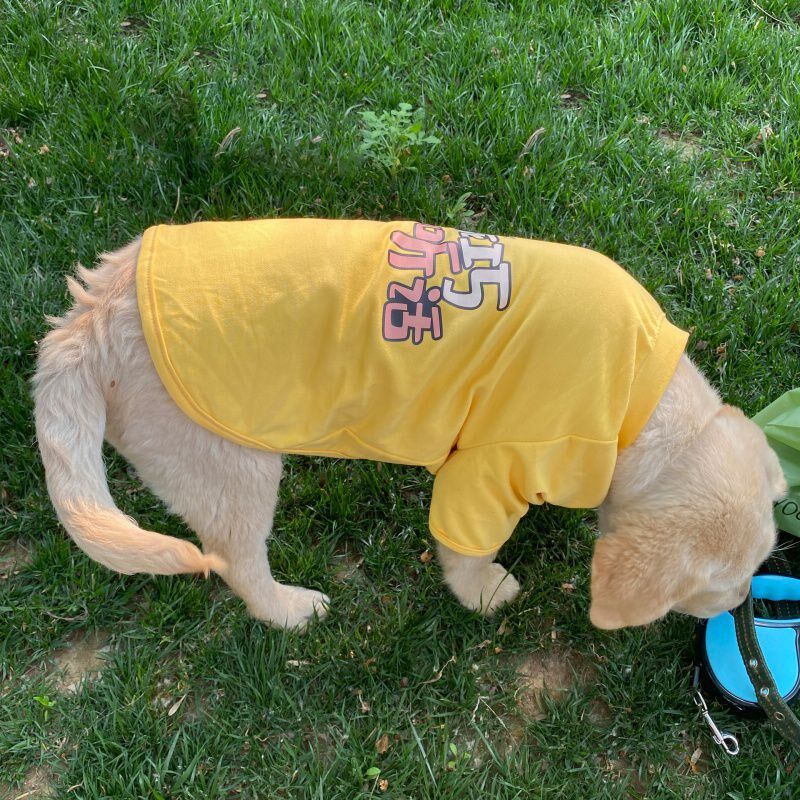 现货速发夏天衣服中大型犬薄款T恤金毛拉布拉多边牧夏季柔软透气