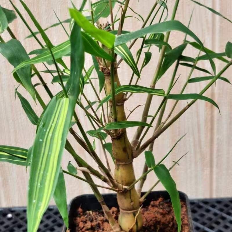 现货速发金丝佛肚竹老桩文人观赏竹室内客厅办公桌上绿植竹子盆栽