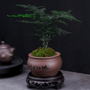 速发植砂花盆室内清香胡椒盆绿紫老桩创意文竹盆栽透气木景盆