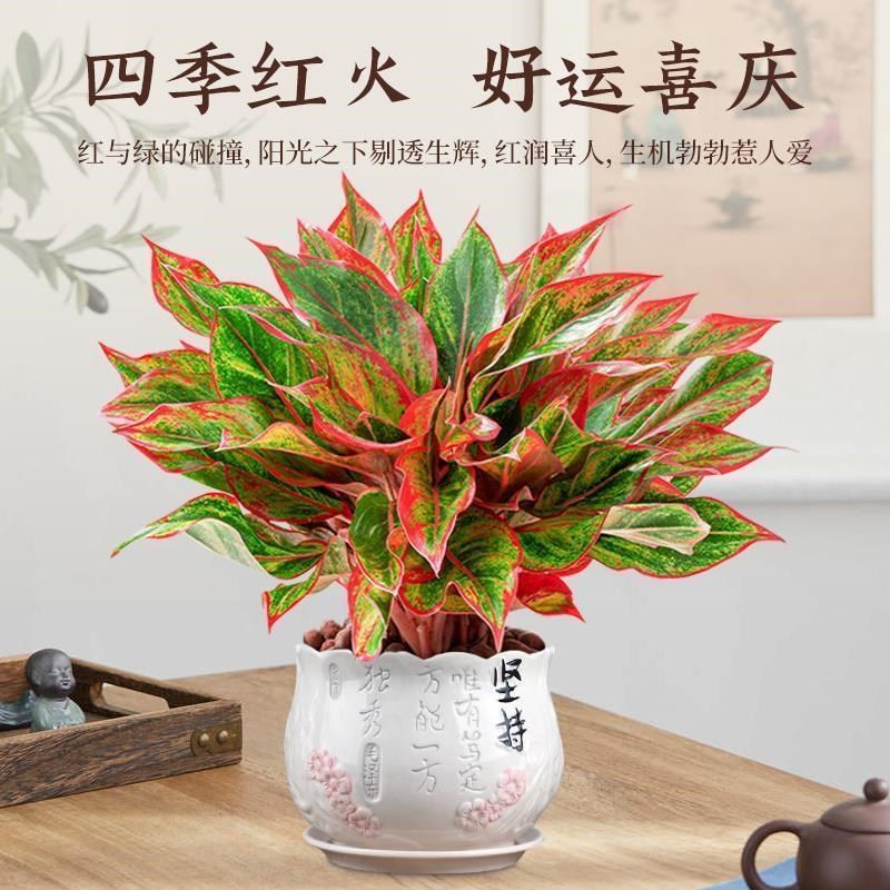速发年红大盆栽好养四青常季红日百室内植物年宵花花卉旺宅桌面绿