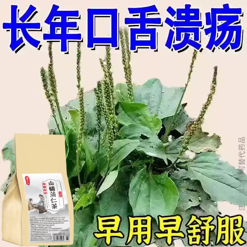 长期火气大口舌生疮牙龈肿痛上火起泡嘴唇溃烂经常上火山橘蒲仁茶