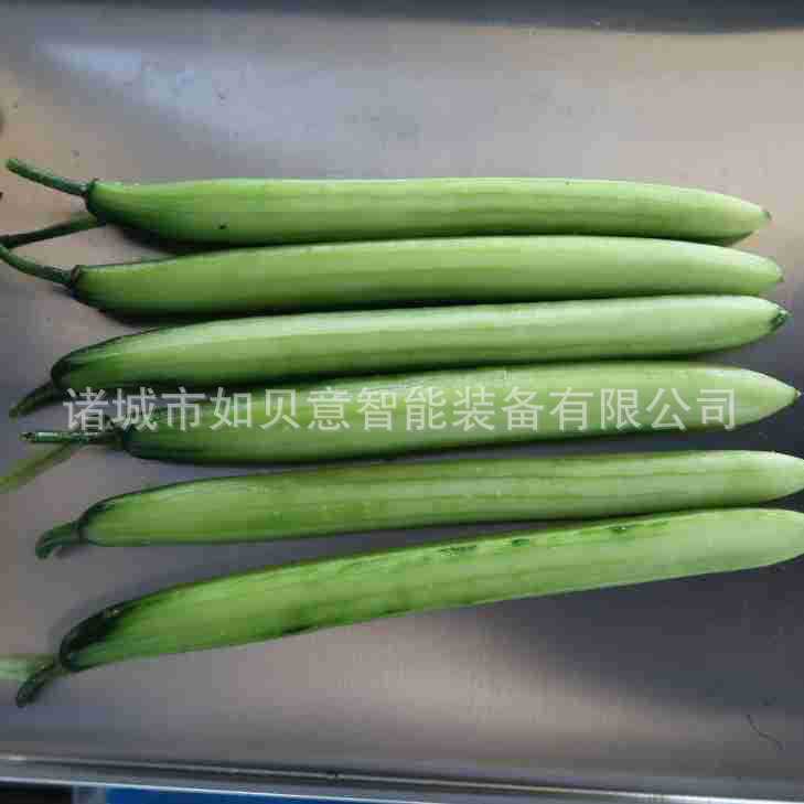 不锈钢白萝卜削皮机 不锈钢根茎类削皮设备 莴笋刮皮机