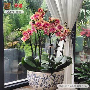 虹越彩白色蝴蝶兰花苗带花苞阳桌台栽办公室内面花装饰兰盆花卉花