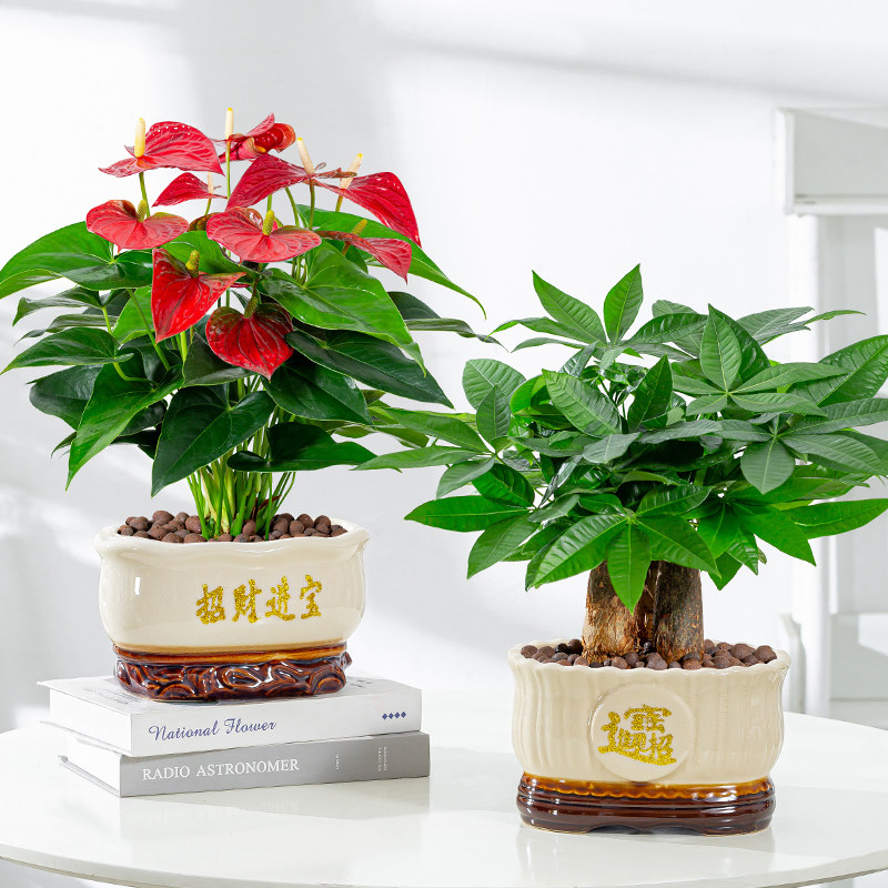 速发厅财树盆栽金钱树红业室内招财植物办公客发开掌送礼文竹四季