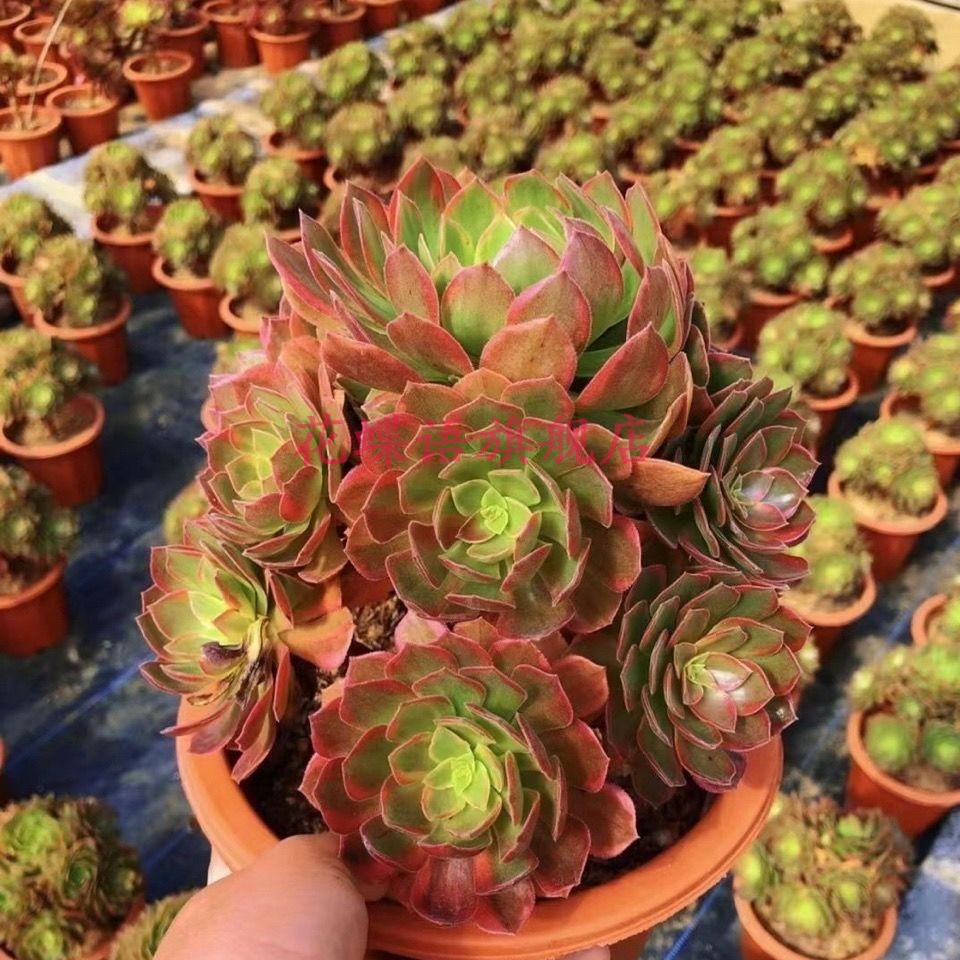 速发法师多肉植物黄锦圣节锦植绿黄花卉园艺盆栽组合套餐好养