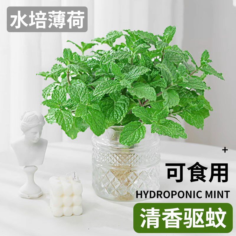 速发薄荷盆栽用培植物可绿水薄荷叶客厅室内桌面驱蚊水养食植好养