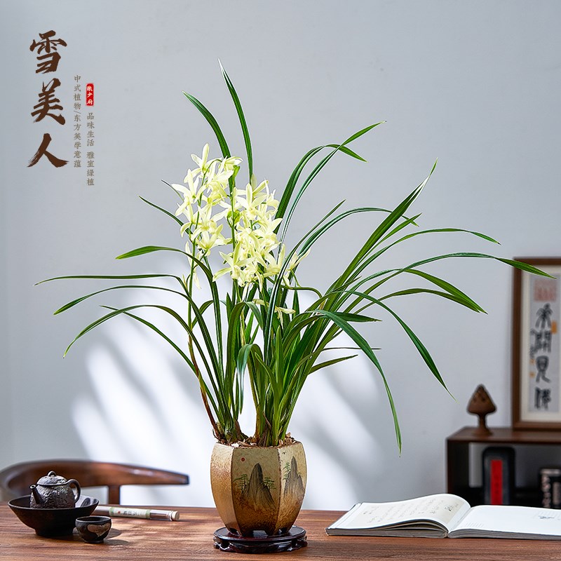 速发雪美人兰花盆栽贵建名浓香兰花卉植物室内客厅美观花卉盆栽绿