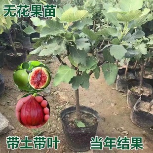 无花果树苗带盆带土带叶特大波姬红阳台庭院耐寒南北种植当年结果