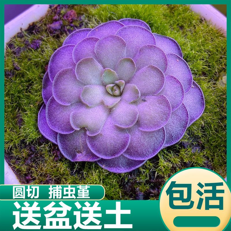 圆切捕虫堇食虫草捕蝇草趣味驱蚊子盆栽捕小黑飞小型花卉多肉植物