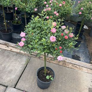 花苗玫瑰 躲躲藏藏月季 捉迷藏盆栽微型阳台月季 多季 开小花迷你月季