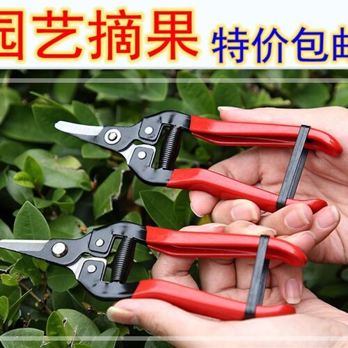 葡萄修枝剪刀园艺采果柑橘桔子采果修花摘果稀果剪水果蔬果剪包邮