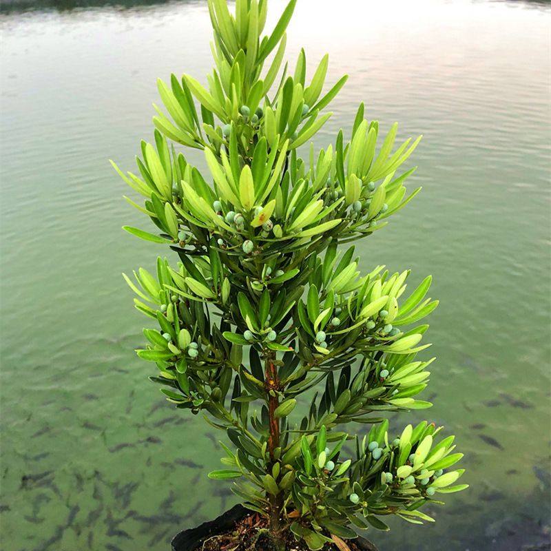 海岛菊花心罗汉松母树四季常绿盆栽绿植花园造型盆景老桩雀舌清仓,鲜花速递/花卉仿真/绿植园艺,绿植,淘宝优惠券,粉丝福利购,淘宝优惠卷