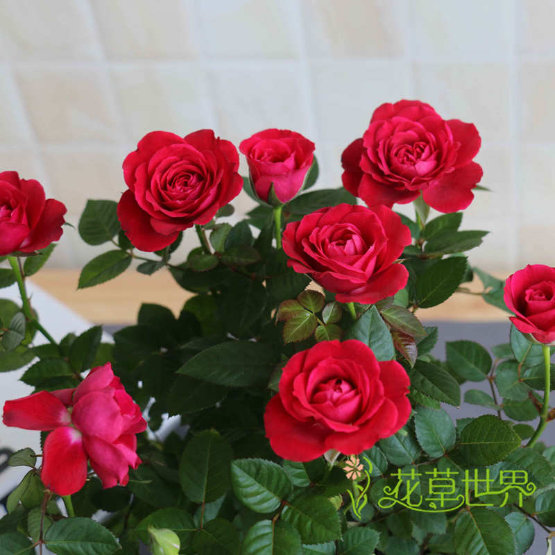玫瑰花盆栽月季花 高约25厘米花期长 室内盆花卉观花庭院阳台蔷