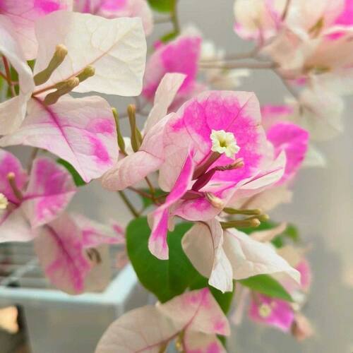 漳红樱三角梅百变红樱多色老桩四季开花易养易成活阳台绿植爬藤花