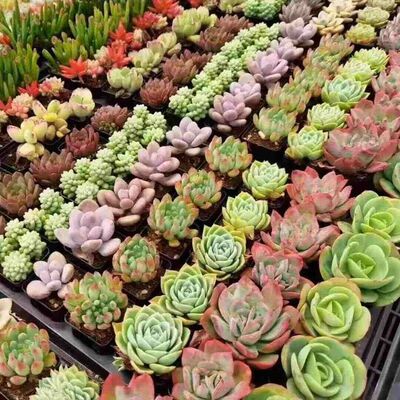 多肉植物组合砍头种苗1000棵批fa繁殖无根好养易活发根快绿植花卉