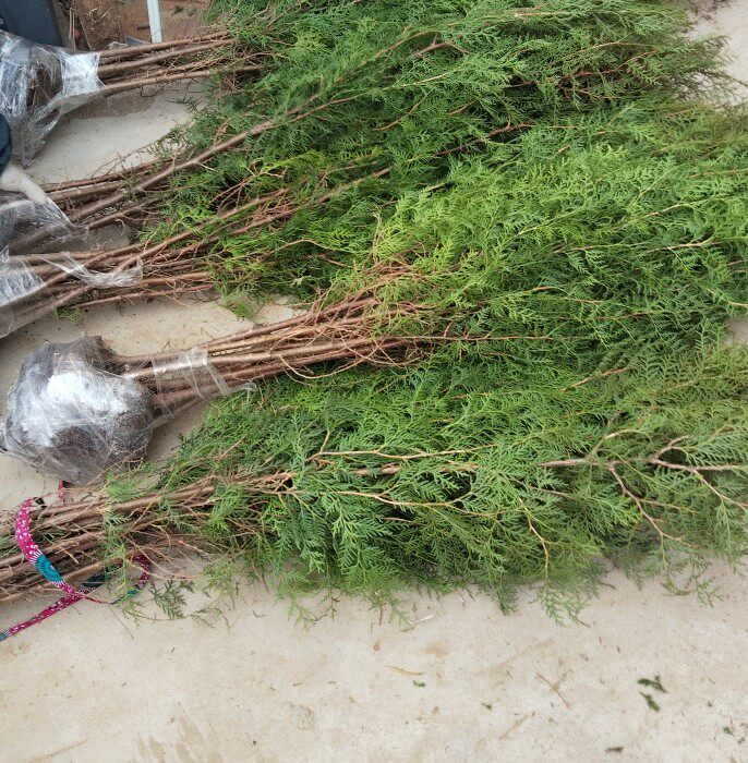 塔柏侧柏墓地绿化常青树苗清明节
