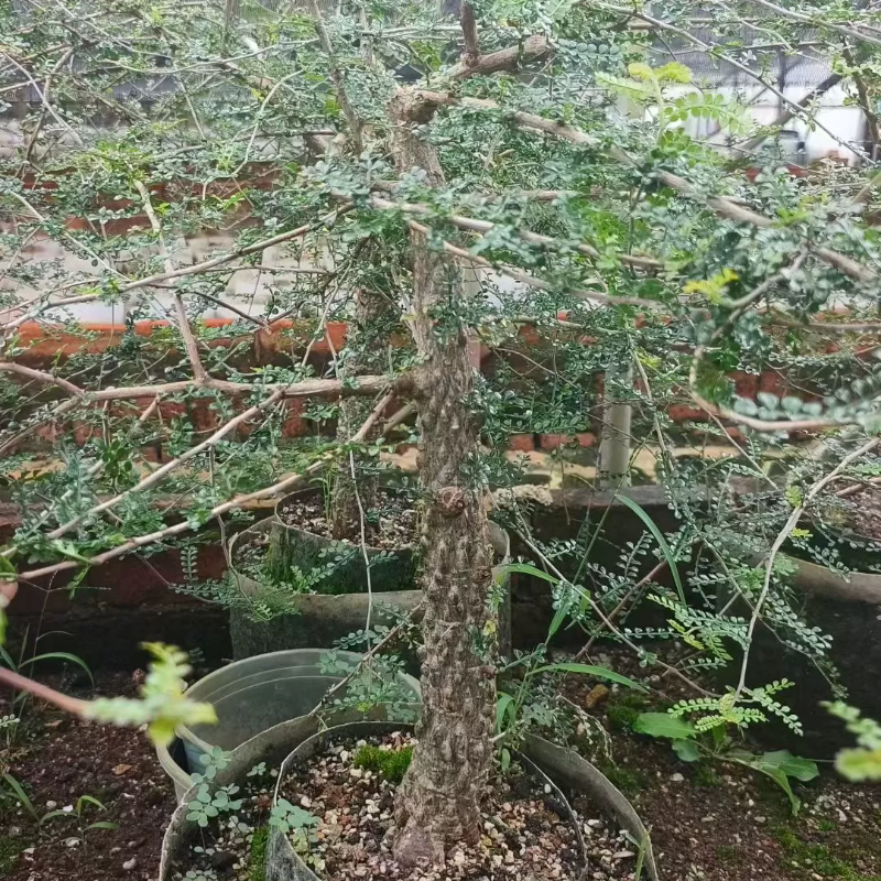 列加氏漆树满瘤。福利潮流块根植物多肉绿植一物一拍室内盆栽8/6