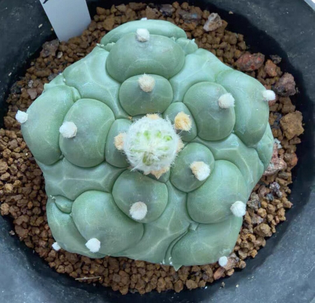 实生五瓣复棱龟甲兜,精选立体大尖疣6.2CM一物一拍盆栽多肉7/17