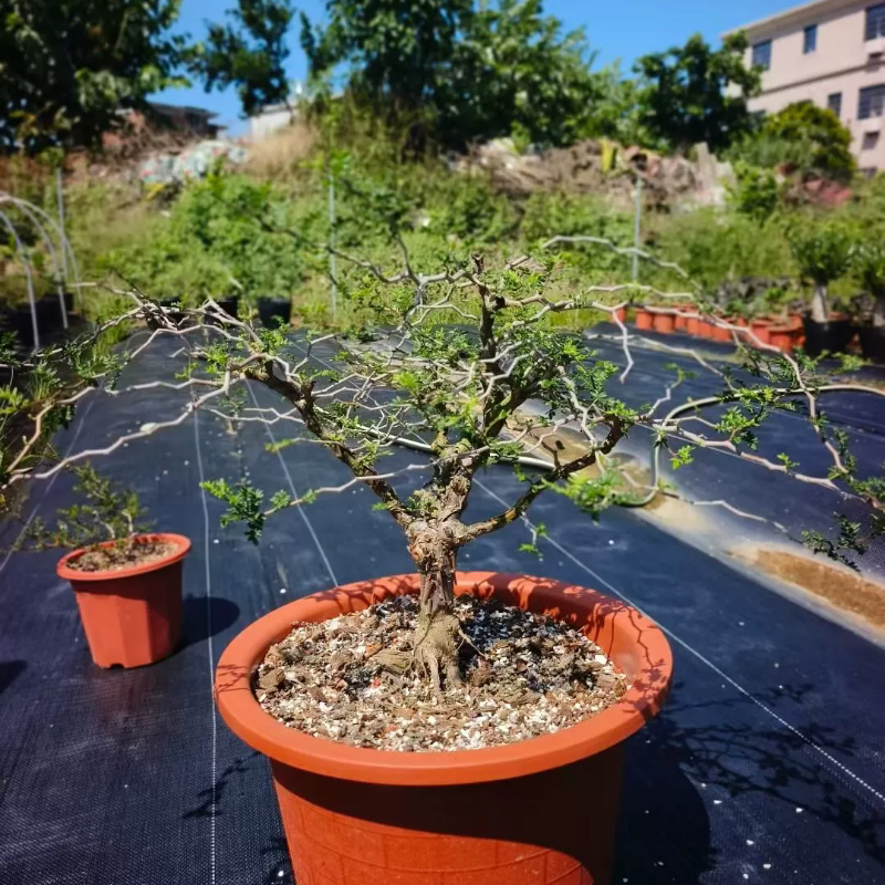 滔天橄榄,老桩子潮流懒人沙生块根植物一物一拍室内盆栽7/29