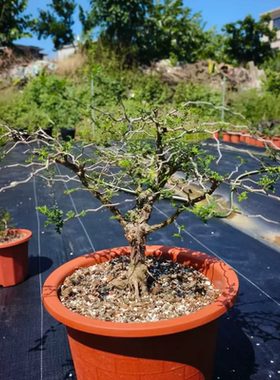 滔天橄榄，老桩子潮流懒人沙生块根植物一物一拍室内盆栽7/29