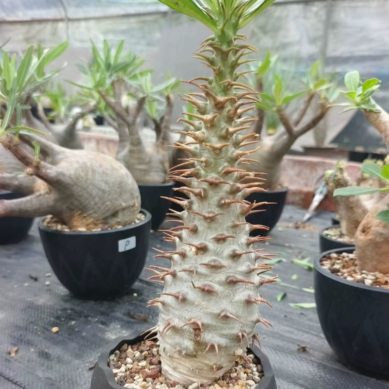 原地安博棒槌肤色特白养定多年棒捶树属块根植物一物一拍包邮7/14