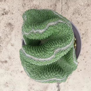 实生菊水缀化大群生潮流懒人沙生仙人球一物一拍多肉沙生植物9/19