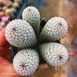 实生直刺佩雷群生株仙人球懒人潮流多肉室内盆栽一物一拍2/4