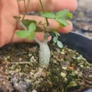 安哥拉绿皮橄榄潮流懒人块根一物一拍带盆发稀有品种多肉5/1