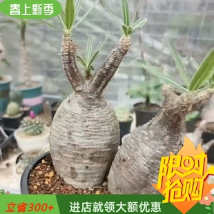 双头象芽宫棒棰树属潮流易养护稀有品种多肉植物盆栽一物一拍4