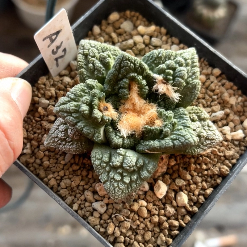 精品菜花牡丹实生大型a32懒人小精品室内小众品多肉一物一拍12/21