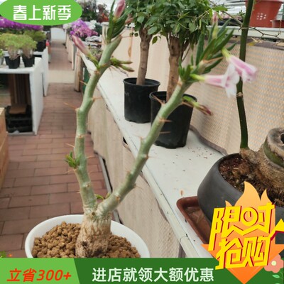 天马空开粉花棒棰树属块根稀有品种易养护多肉植物一物一拍4/27