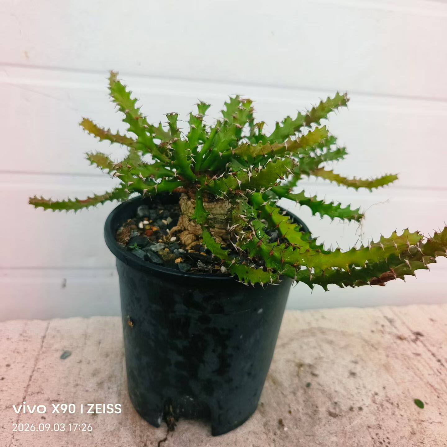 实生奇怪岛块根潮流植物稀有物种多肉植物
