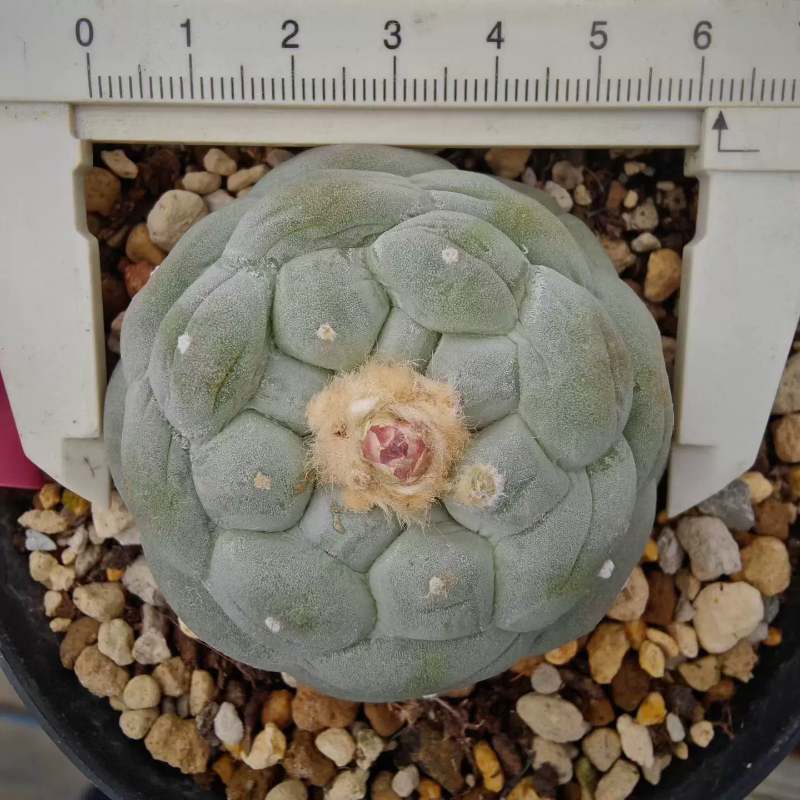 小疣无刺草球大侧芽。已发根，仙人球多肉物种稀有一物一拍4/1