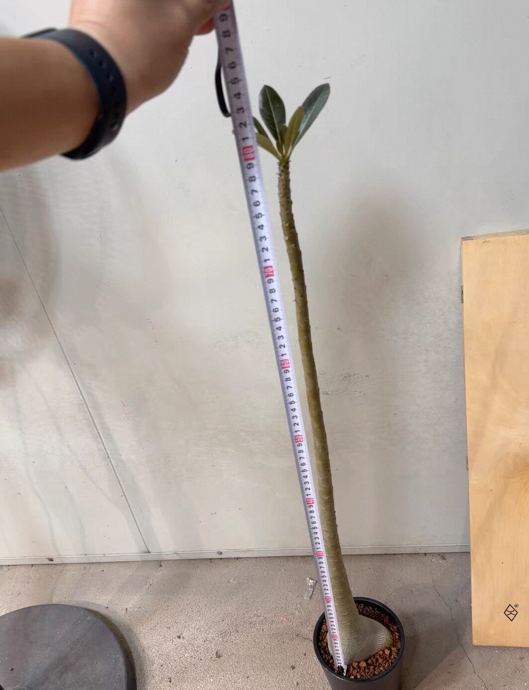 索科特拉沙漠玫瑰多肉稀有一物一拍4/12