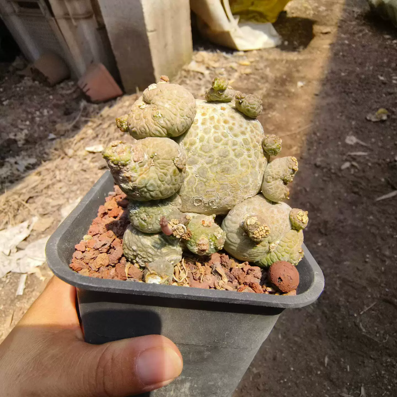 造型奇特白皮凝蹄玉潮流懒人沙生萝藦科一物一拍室内盆栽多肉6/22