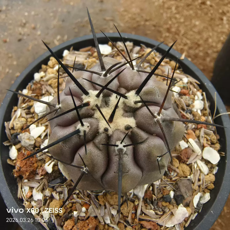 欧系实生长粗刺黑王丸龙爪球属仙人球稀有物种稀有一物一拍3/25