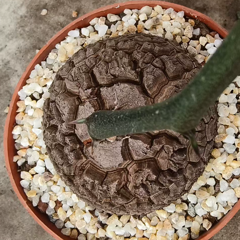 荔枝纹碎甲不圆南非龟甲龙块根植物室内盆栽潮流植物一物一拍7/20