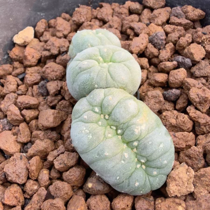 实生草球缀化仙人球多头肥肠缀化,5CM,一物一拍带盆发多肉5/22