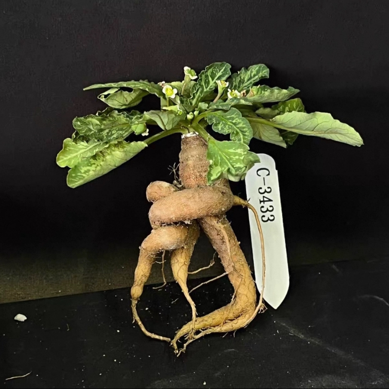 鱼骨大戟 萝卜潮流懒人沙生块根植物室内盆栽一物一拍多肉10/31