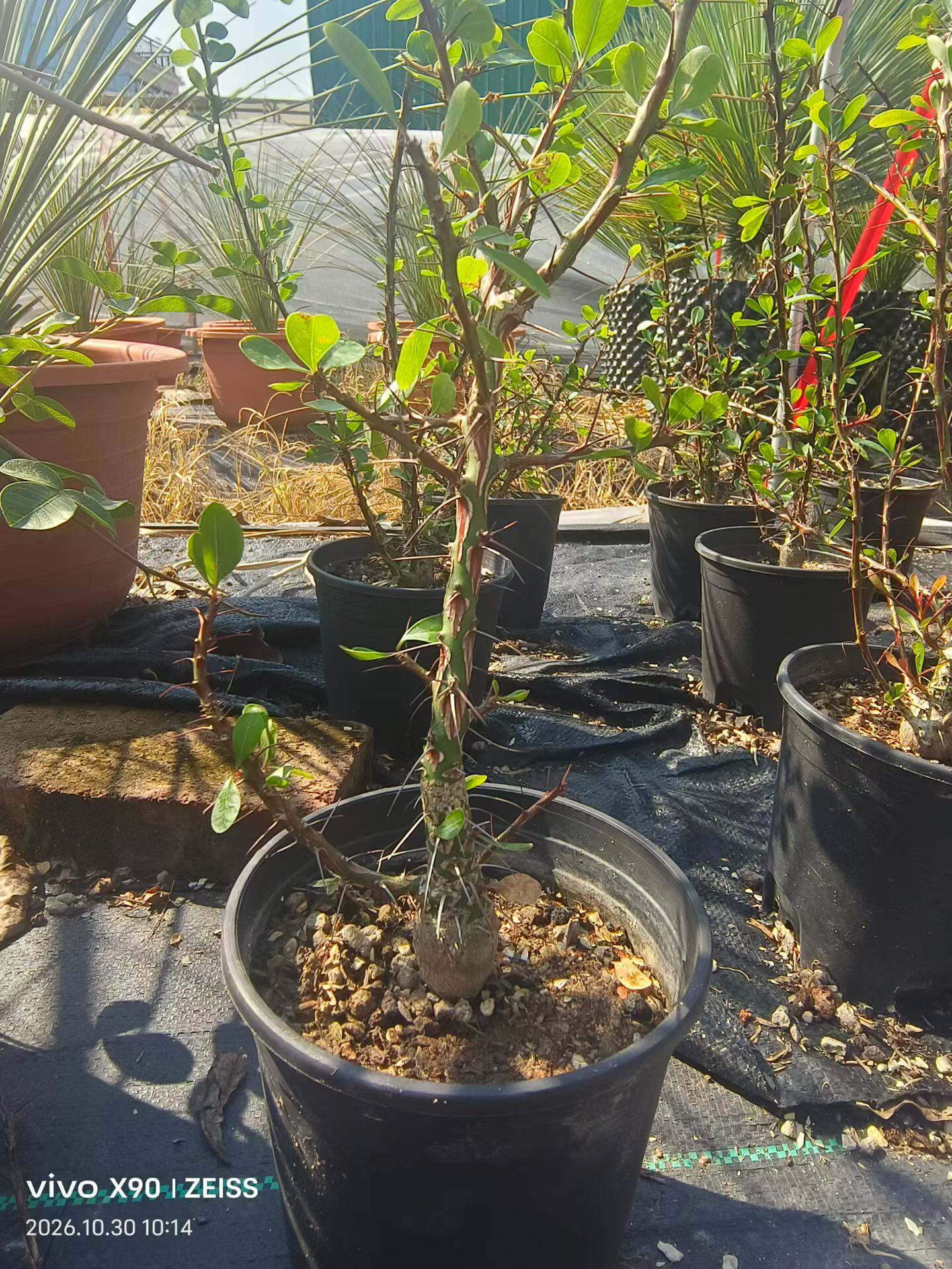 实生簇生福桂花潮流块根植物懒人沙生多肉一物一拍10/30