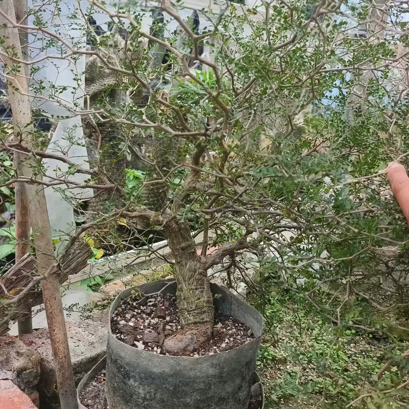 爆突疣粗直象足漆树稀有物种潮流块根植物一物一拍多肉12/3