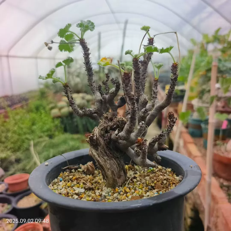 枝干洋葵潮流懒人沙生块根植物多肉绿植一物一拍多肉9/1