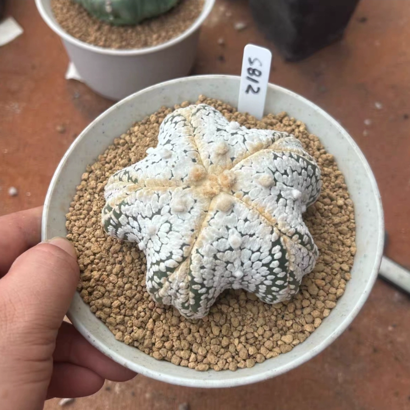 泰系实生海星体5瓣腹棱超兜s812星球属仙人球多肉一物一拍8/29