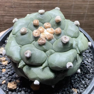 实生龟甲兜，优选精品株，尖疣角疣疣中带刺疣尺寸7CM一物一拍2/9