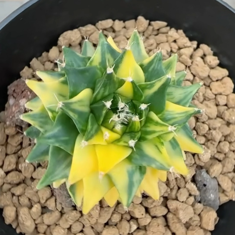 帝冠锦实生5.2懒人仙人球潮流桌面块根植物一物一拍多肉11/23