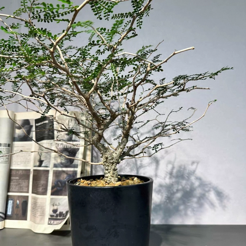 实生象足漆树，矮霸多瘤株肚子最大部位将近3CM多肉一物一拍12/10