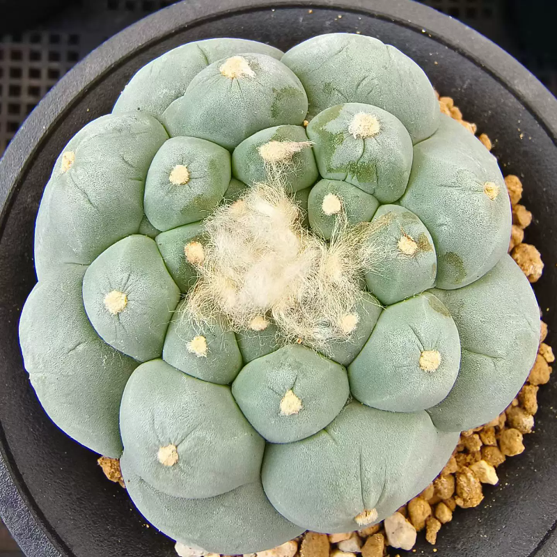 大疣无刺草球萝卜根。非常漂亮仙人球一物一拍室内盆栽多肉6/25