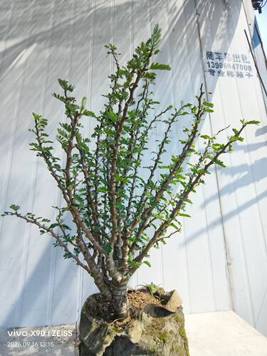 火焰造型沙漠苏木，造型非常酷70cm块根稀有品种植物一物一拍9/17